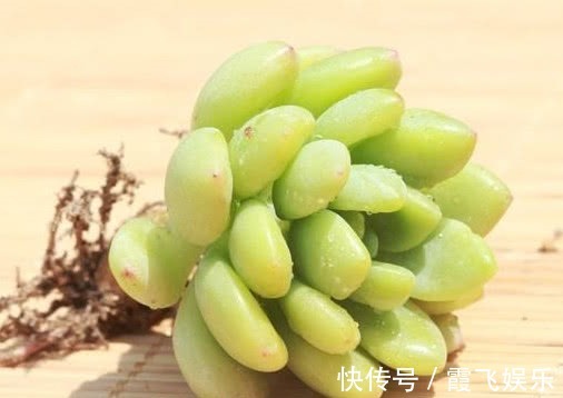 阳台上|多肉凝脂莲怎么养更饱满教你3个小妙招,养出红润璀璨的凝脂莲