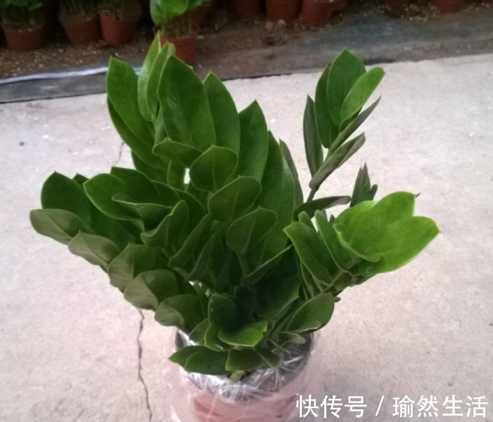 名字带“财气”的4种花卉，有钱人养家里都养一盆，寓意财源滚滚