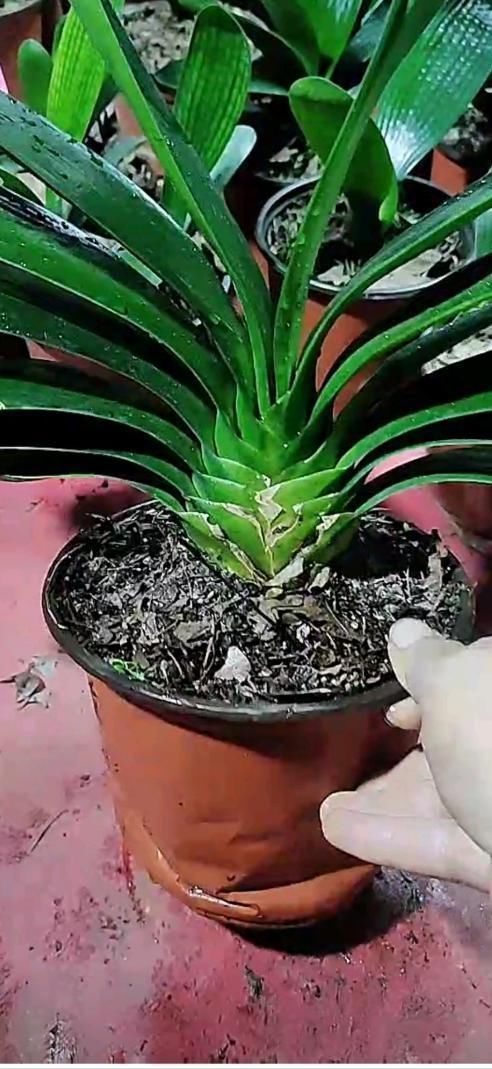 君子兰|君子兰捏着“硬邦邦”？不是“有喜”了，就是满盆“肉虫子”