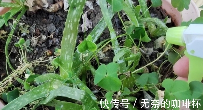 大蒜|别花钱买生根水给植物泡了，拿这些代替，既有趣又实用