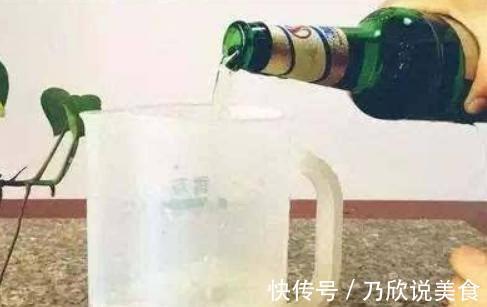 想要养出“老桩盆景”，首选这“2种”植物，6个月就能养成