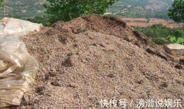 茉莉花不用花钱买，家里有一盆变出好多盆，全靠这一招