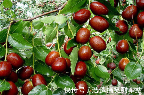 泡茶|红枣生吃好,还是泡茶好?大多数人搞错了,难怪吃了2月没效果