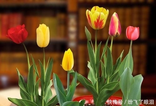 就可以|这种花像“酒杯”,不怕冷好养活,曾经的“天价花”,现在处处开