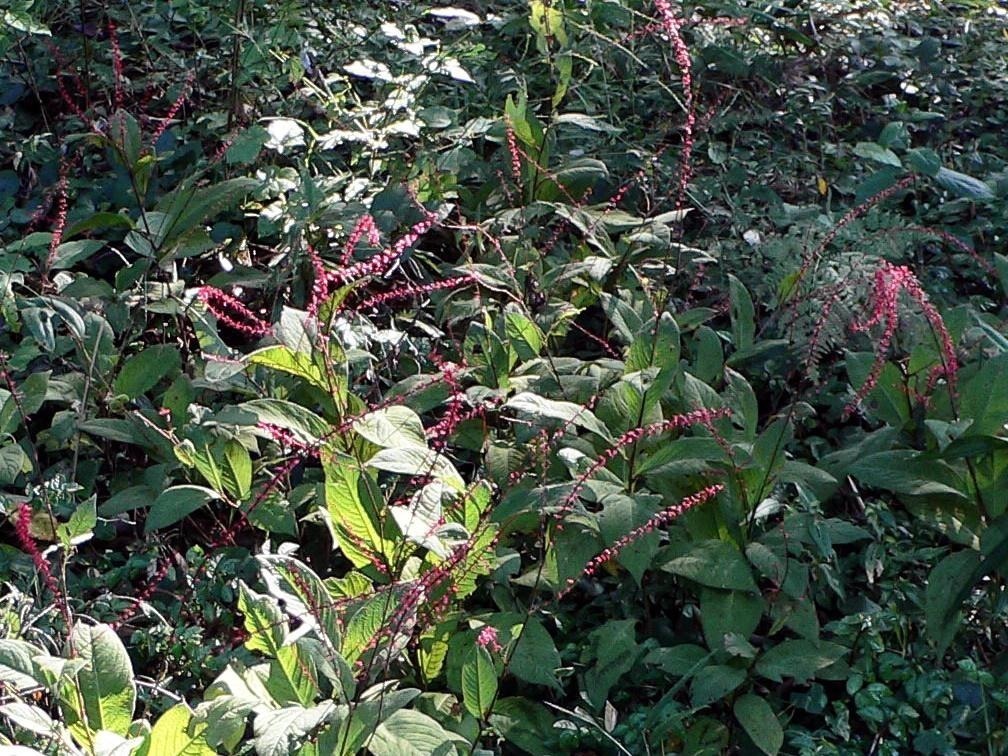 药草|野外一种“化骨草”，吃鱼卡到喉咙，吃个叶子就能好