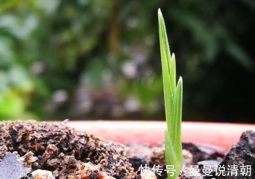 分蘖|促使兰花发芽的方法,离不开3个要素,20天就见效