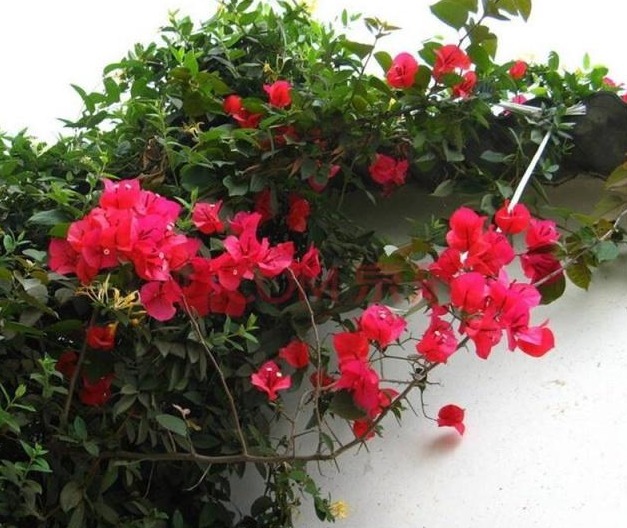 植物|养三角梅,1把“黑球”撒土里,枝条一下“窜2米”,开花1000朵!