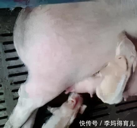 肌肉注射|母猪产后问题多，及时做好护理才能提高仔猪的成活率