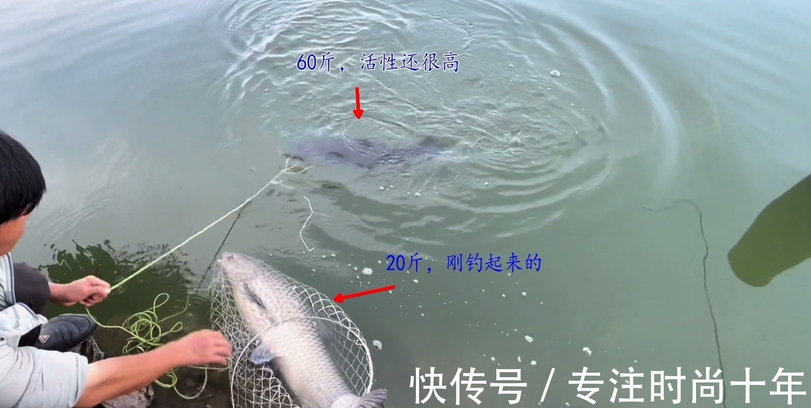 可惜!小伙东江钓了条大青鱼,有人3000预定,结果人没到鱼就死了