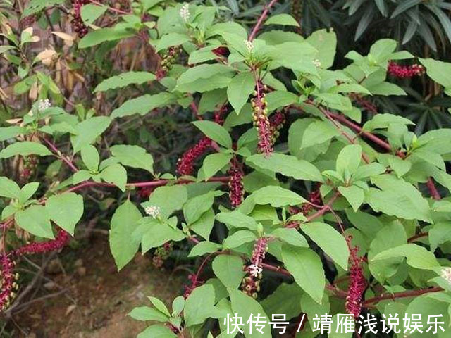 消肿|乡下有一种野草,其根部有消肿的奇效,果实还可以染色