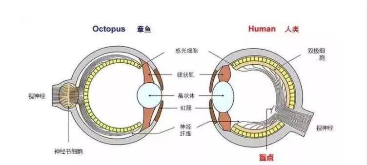 章鱼可能不是地球鱼？这是怎么回事？