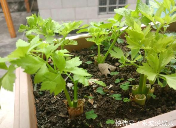 春天养花,不如在冬天种菜,撒一把菜籽,不到1个月就能收割