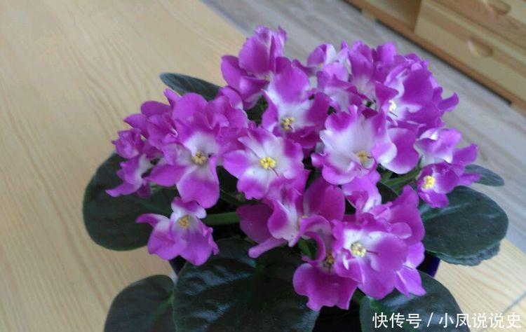 家里就养“4种花”,漂亮花期长,开花多又美,一整年开花!