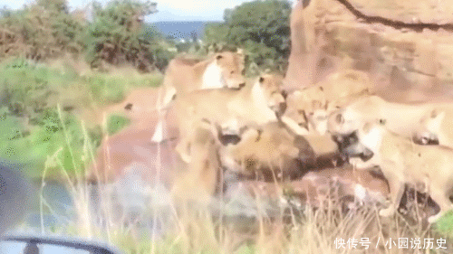 一群母狮扑倒一只雄狮 按在地上拔毛 管理员见了也爱莫难助 快资讯