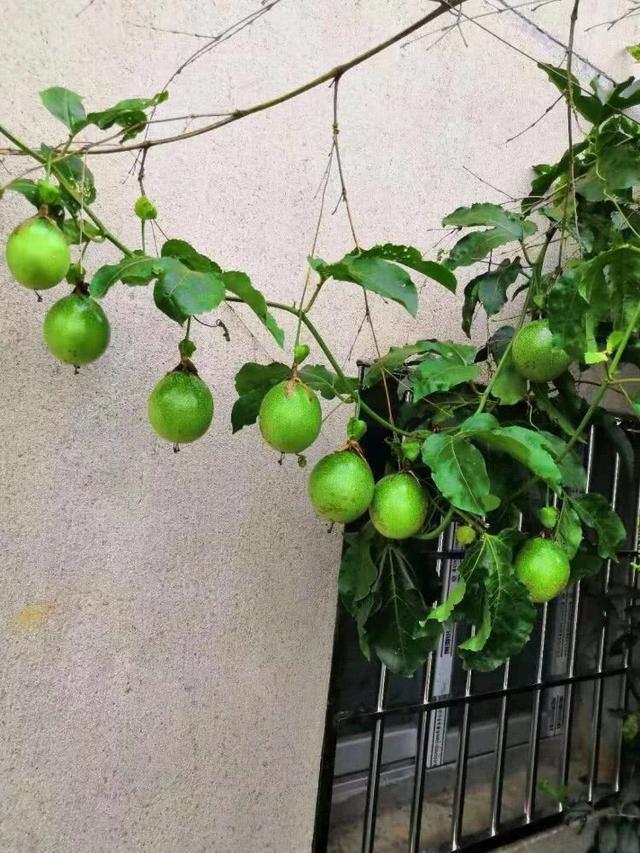 1种“水果”，秋天剪1个枝插盆里，20天长根，年年结满果，吃不完