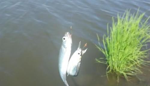 野钓中小鱼闹窝，子线用长还是用短？科学选择子线，中鱼率飙升！