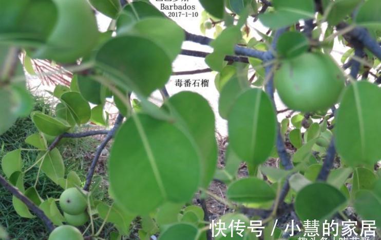 “美丽有毒”的植物，快来认识11种“毒花毒果”，不吃亏不上当