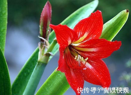 此木本花卉，一花多色，漂亮似牡丹，花期长，种植容易，值得拥有