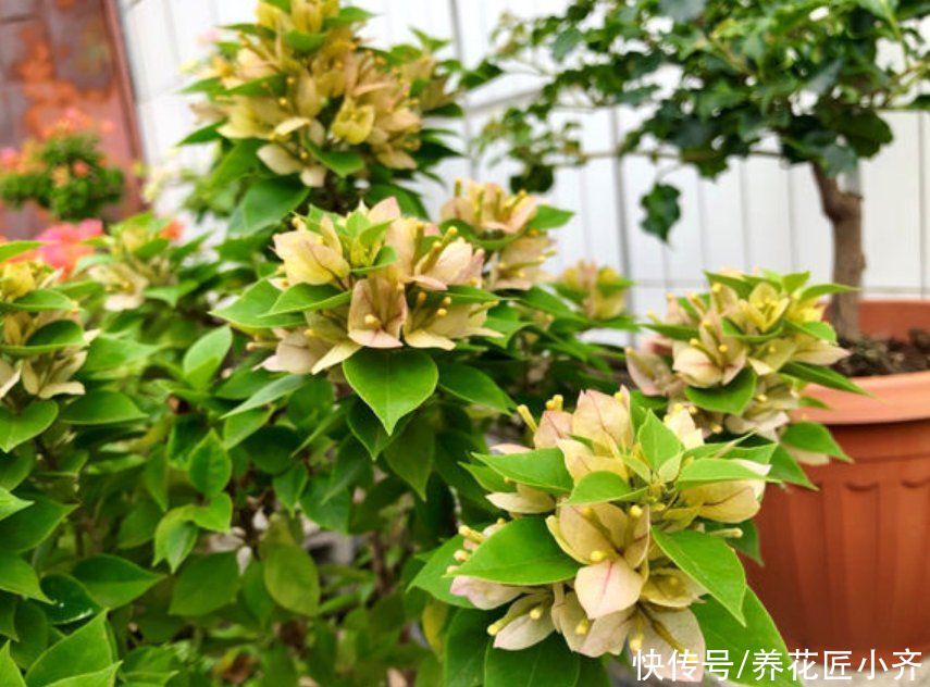 想不想三角梅夏季开花爆盆？达到3个“条件”，整个夏季开花不断