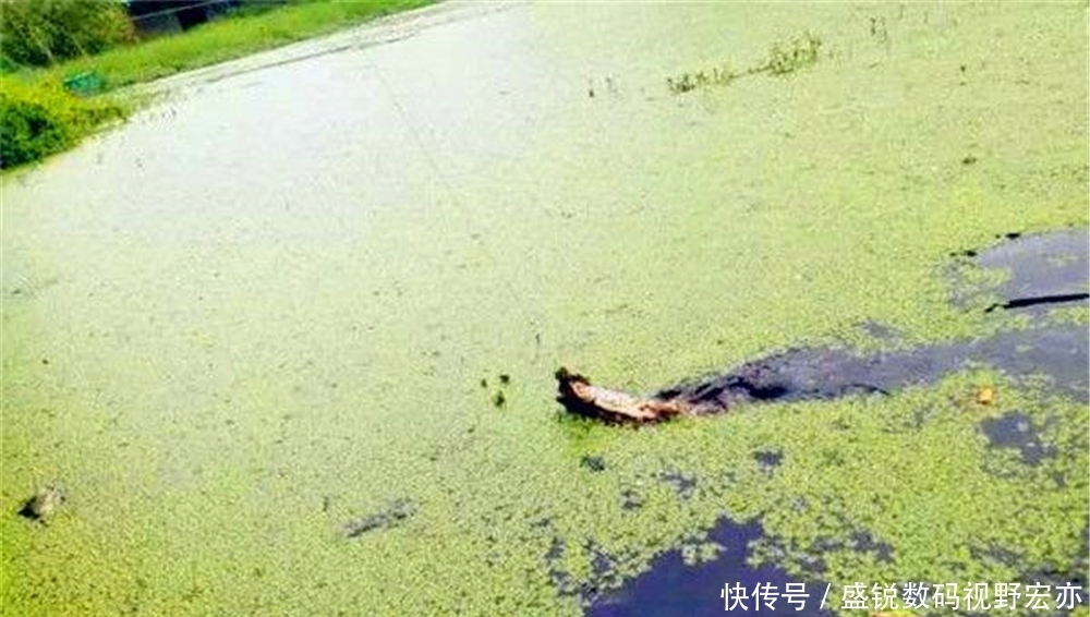 小黑鱼|梅雨季节钓黑鱼,用对了方法,比拉白条还容易!