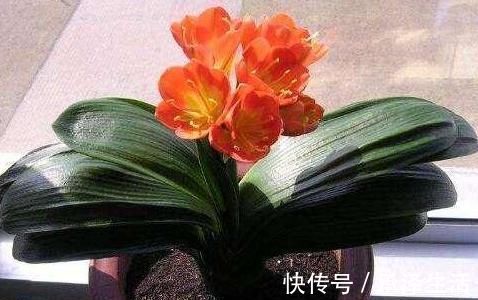 养分|养君子兰用这1物,长新叶、冒新芽很见效,仪态雍容长势佳