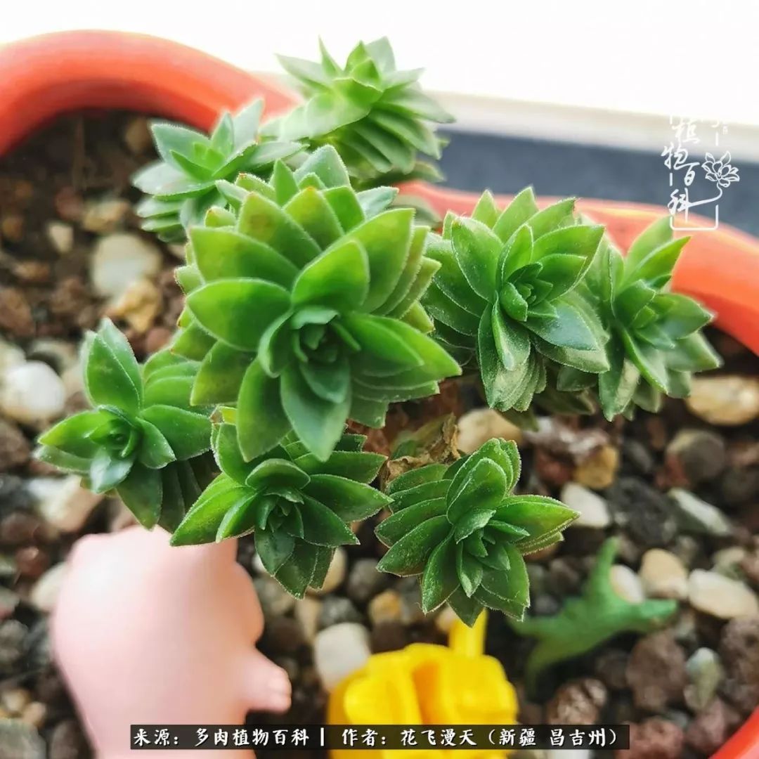 对多肉是发自内心的喜欢，心甘情愿被它们俘虏！