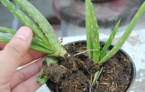 繁殖芦荟怎么给侧芽分株移栽3步操作,让一株变十多株