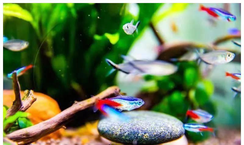 广州市消委会|“观赏鱼”50亿次播放，“孤独经济”让“95后”更爱养鱼？