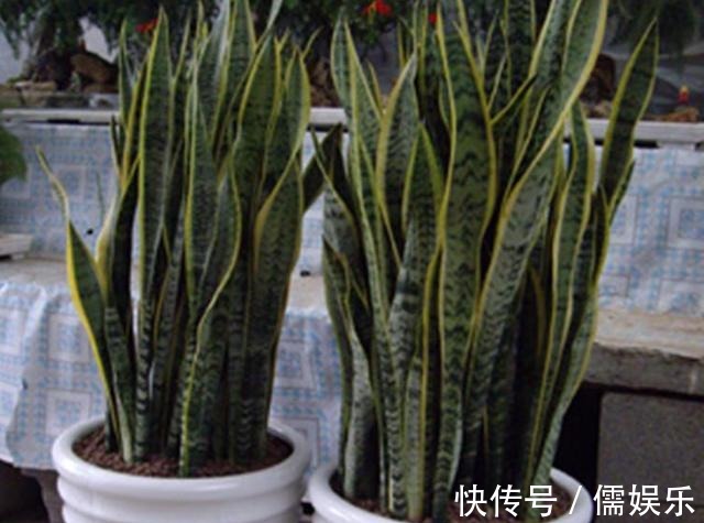 养文竹就要“狠”,黄叶枯枝直接剪,套个袋重新变成小树林