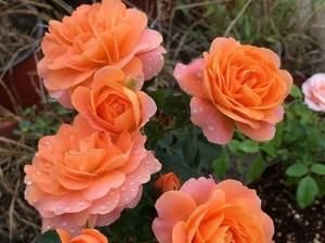  微型|阳台再小，也要养几盆微型月季，勤开花又矮小，值得拥有