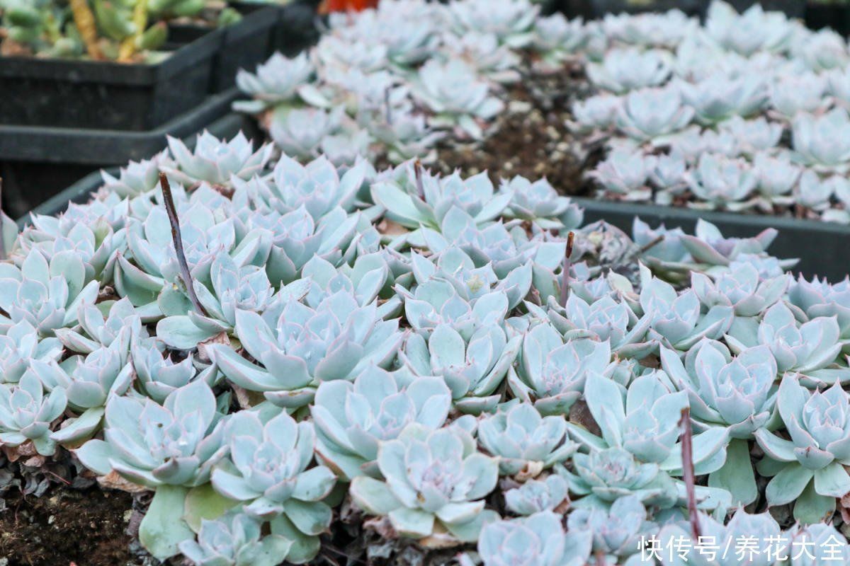 花花|老花匠的养肉秘方,避开5个坑,才能养出结实多肉