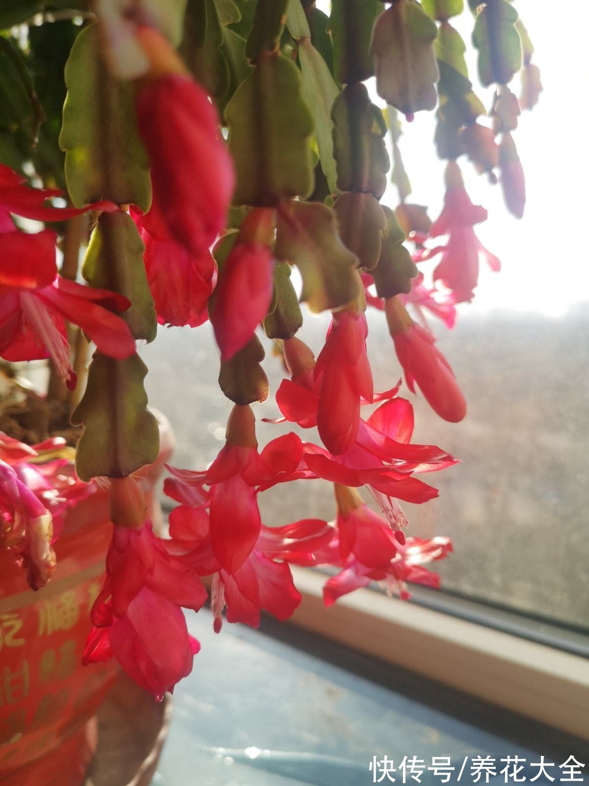 砂质土|9月养蟹爪兰，做好4件事，叶子肥厚有质感，花苞呼呼冒