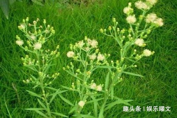 朋友说|农村有一草能降低血压功效,但农民都把它当野草除掉,太可惜了!