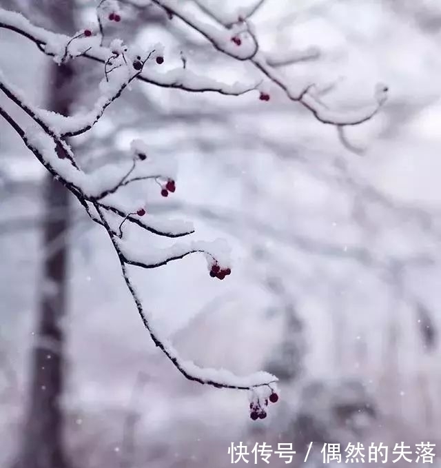 百花|春有百花秋有月,冬日最美是什么