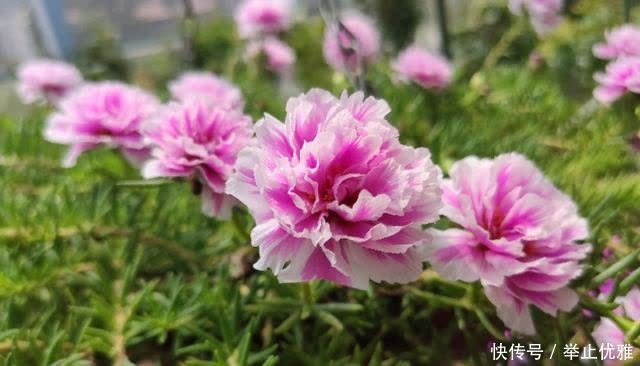 春天别光顾着施肥和浇水,8种花“见土生根”,趁着春季多繁殖