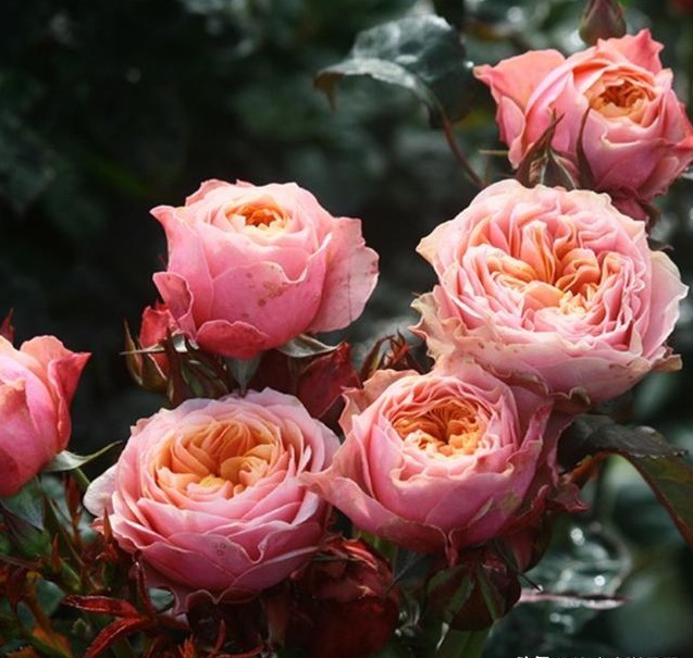 分枝|月季寿命有多少年养的时间越久长的越差,开花又少又小怎么办