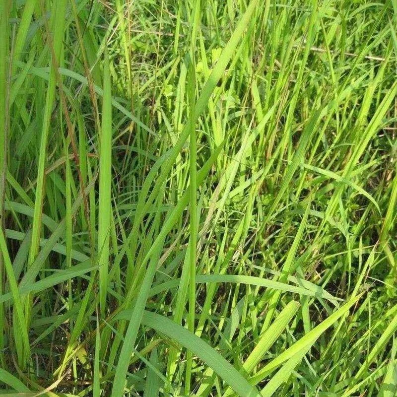 清热|清热利尿的白茅根，清甜可口的竹蔗茅根水