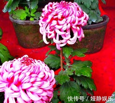 大花轮|喜欢菊花，不如养盆“菊之珍品”，似无暇玉杯，落英缤纷