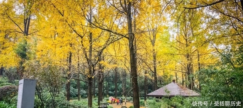 它是南京著名景点，拥有主城最大银杏林，秋天景色绝美，还免门票