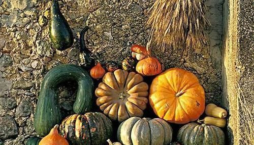 伤身|提个醒：南瓜虽好，但是也有三个禁忌，吃错了，食补不成反伤身