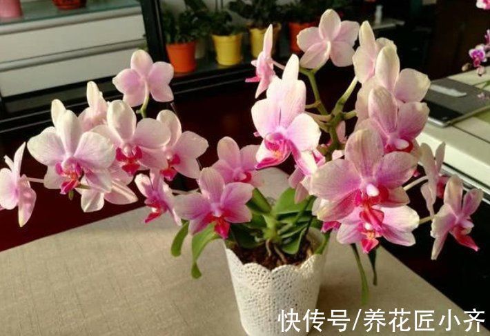 冬天蝴蝶兰记住3个“禁忌”，不仅叶片油绿不烂根，还能延长花期