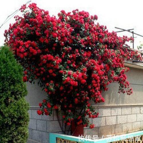 此花|少买2盆绿萝,此花也要养2棵,月月花朵开爆,好看又好闻!