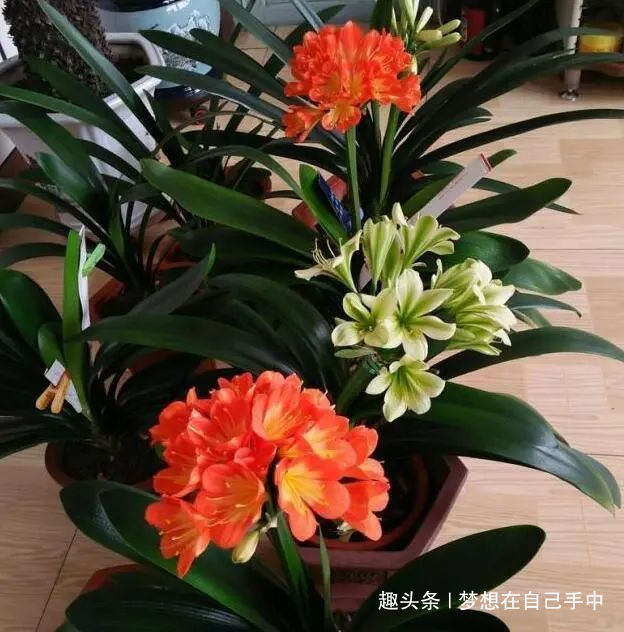 新芽|君子兰换盆,多做“这1步”,15天恢复生长,比往年花量多得多