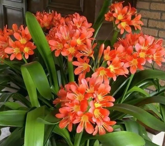 把“君子兰”养的开花不断,掌握关键3点就够了,不黄叶、不夹箭