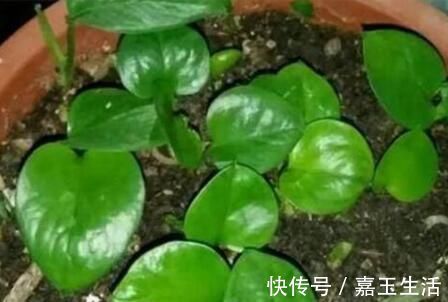过期的3种“药片”千万别扔,养花都是“宝”,邻居后悔知道晚
