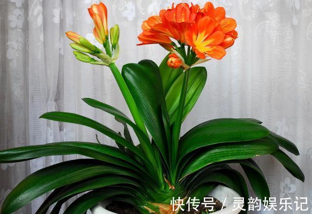 养君子兰，掌握4个小技巧，年年叶绿花艳、长爆盆