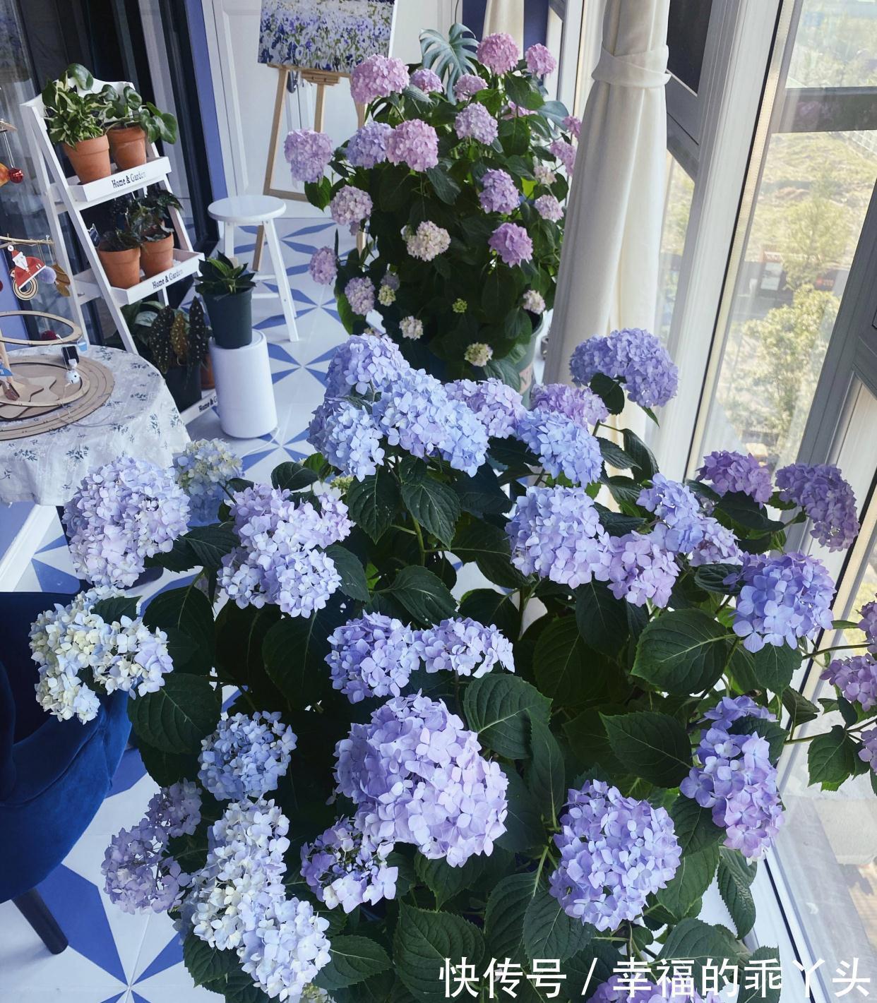 冬天快扦插这3种花,插土里生根很快,成活率高、花多又美