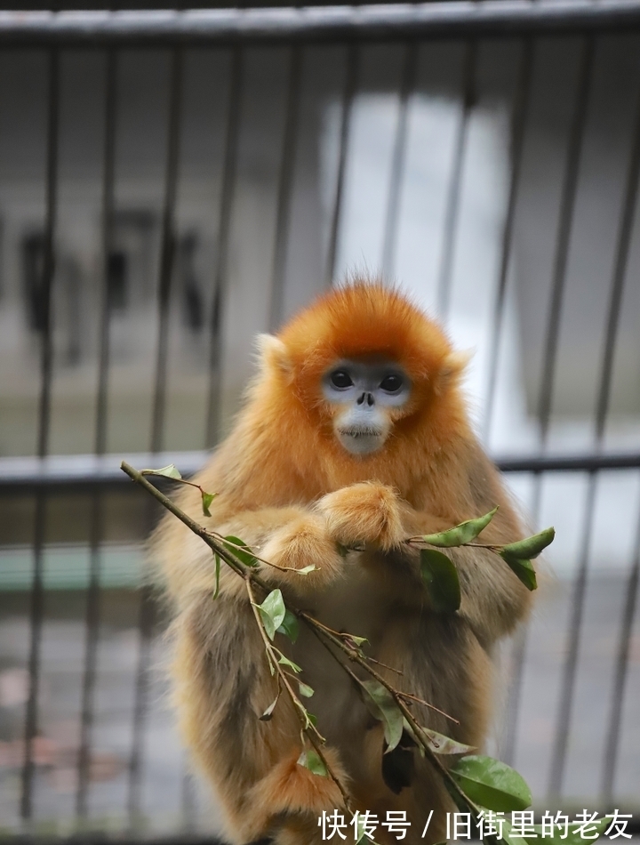【神奇动物在中国第二季·第2讲】颜值最高的猴子