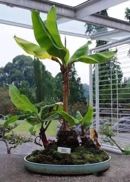 如何挑选好的盆景