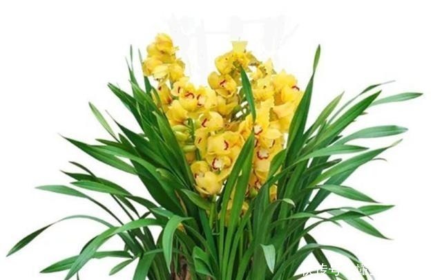 风信子|世界上最美的十种盆栽花卉,每种都精美无比,总有一盆适合你!